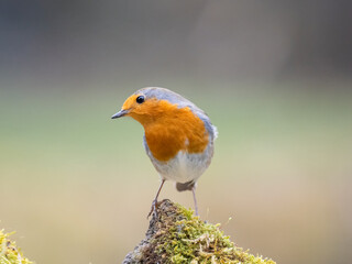 Rotkehlchen (Erithacus rubecula)