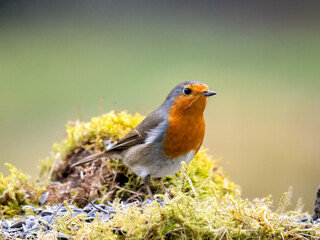Rotkehlchen (Erithacus rubecula)