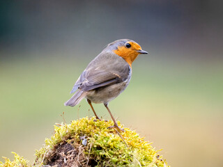 Rotkehlchen (Erithacus rubecula)