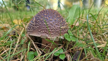 Amanita rubescens), also known as the blusher mushroom, is a species of edible mushroom found in...