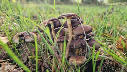 mushrooms in the ctutch on meadow