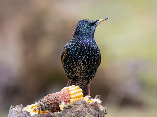 Star (Sturnus vulgaris)