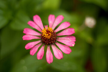 Fototapeta premium close up of pink flower
