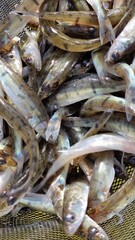 Fototapeta premium juvenile pikeperch sander lucioperca on close fish fry fingerlings