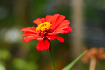 red flower in the garden