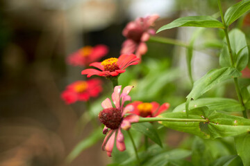 red flower in the garden