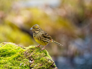 Goldammer (Emberiza citrinella)