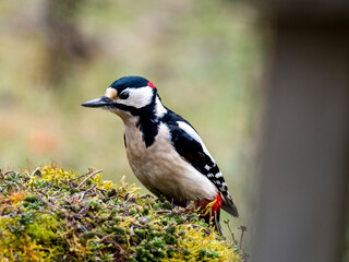 Buntspecht (Dendrocopos major)