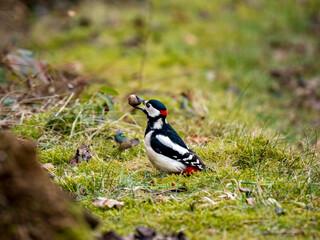 Buntspecht (Dendrocopos major)