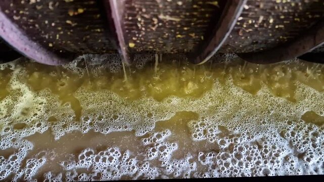 the process of wine making, pressing, juice isolation, young wine making