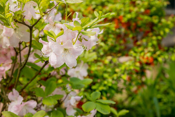 Bush of many delicate white pink flowers of azalea or Rhododendron plant in a sunny spring garden.Japanese pink Azalea flowers . Full in bloom in may. botanical garden