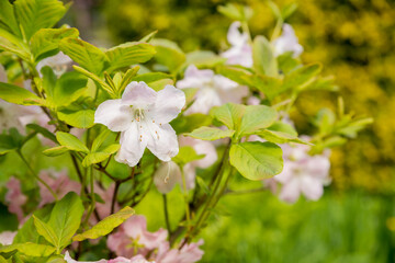 Bush of many delicate white pink flowers of azalea or Rhododendron plant in a sunny spring garden.Japanese pink Azalea flowers . Full in bloom in may. botanical garden