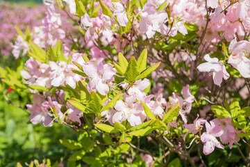 Bush of many delicate white pink flowers of azalea or Rhododendron plant in a sunny spring garden.Japanese pink Azalea flowers . Full in bloom in may. botanical garden