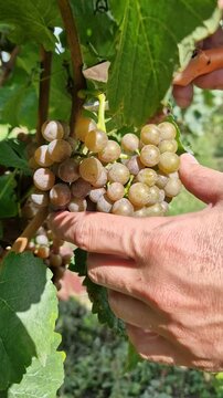 grapes detail look on fruits on vineyard
