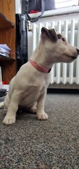 playfull puppy of a jack russel terrier