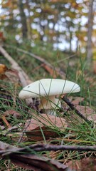 Amanita phalloides, commonly known as the death cap, is a deadly poisonous basidiomycete fungus and mushroom, one of many in the genus Amanita. Originating in Europe but later introduced to other part