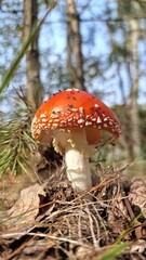 red amanita (Amanita muscaria), also known as the fly agaric, is one of the most iconic mushrooms, recognizable by its bright red cap adorned with white spots. It's found in forests across the Norther