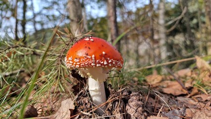 red amanita (Amanita muscaria), also known as the fly agaric, is one of the most iconic mushrooms, recognizable by its bright red cap adorned with white spots. It's found in forests across the Norther