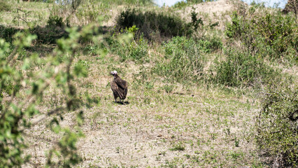 Vulture Observed in Its Natural Habitat A Truly Stunning Encounter with Wildlife Moments