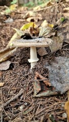 panther cap (Amanita pantherina) is a poisonous mushroom found in various regions worldwide, primarily in temperate forests. It belongs to the Amanita genus, known for including both highly toxic and