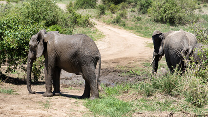 Majestic elephants roam in their habitat, showcasing the beauty of nature and wildlife