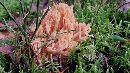 mushrooms are commonly known in English as 