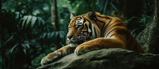 Fototapeta premium Majestic tiger resting on rock in lush jungle.
