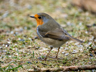 Rotkehlchen (Erithacus rubecula)