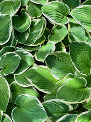 A beautiful background of Hostas in the dappled sunlight