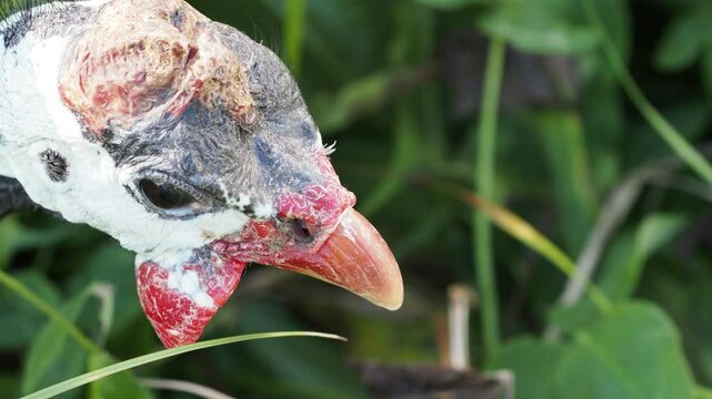 Domestic Guinea Fowl in the Garden