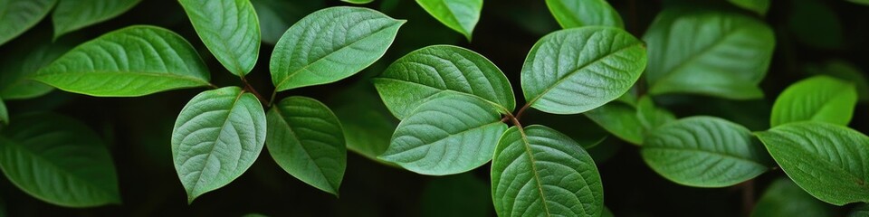 Obraz premium A detailed shot of a plant's foliage, suitable for use in nature-inspired designs or as a texture element