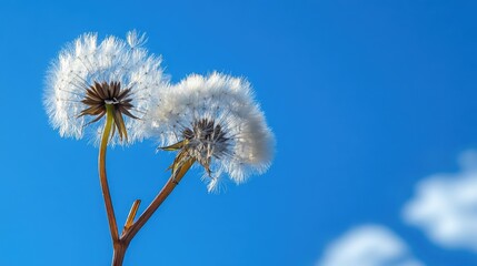Two fluffy dandelion flowers growing in the open, with a bright blue sky above
