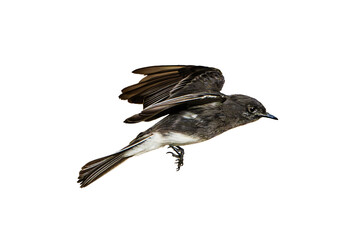 Black Phoebe (Sayornis nigricans) Photo in Flight on a Isolated, Transparent PNG Background