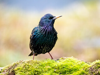 Star (Sturnus vulgaris)