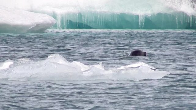 Robben spielen im Eissee, Gletscherlagune, J&ouml;kuls&aacute;rl&oacute;n in Island, Phoca vitulina
