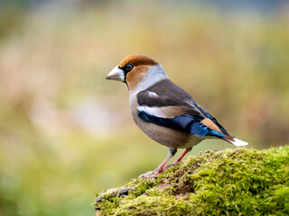 Kernbeißer (Coccothraustes coccothraustes)
