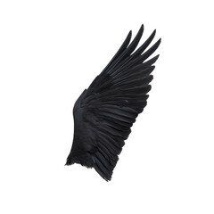 Fototapeta premium Black bird wing, intricately detailed, white isolated background.