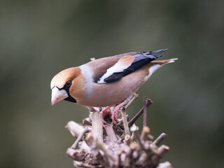 Kernbeißer (Coccothraustes coccothraustes)