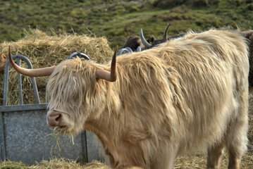 Highland Coos on the Isle of skye