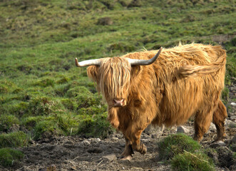 Highland Coos on the Isle of skye