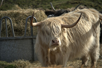 Highland Coos on the Isle of skye