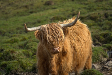 Highland Coos on the Isle of skye