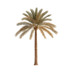 Obraz premium Tall palm tree with lush green leaves on a white isolated background.
