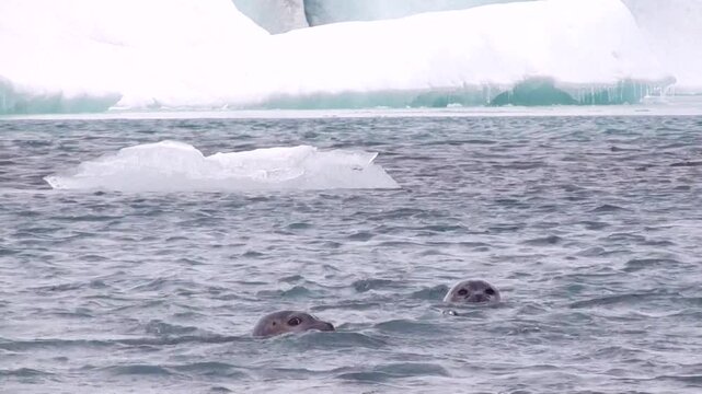 Robben spielen im Eissee, Gletscherlagune, J&ouml;kuls&aacute;rl&oacute;n in Island, Phoca vitulina