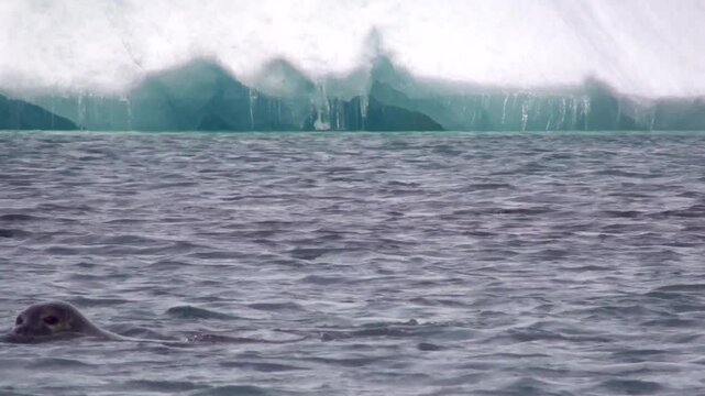 Robben spielen im Eissee, Gletscherlagune, J&ouml;kuls&aacute;rl&oacute;n in Island, Phoca vitulina