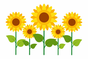 sunflower on white background