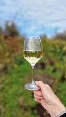 glass of wine in a wine cellar in moravia vineyards