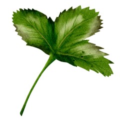 Obraz premium Watercolor strawberry leaf design for textile prints and background patterns