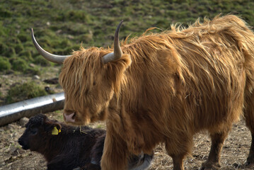 Highland Coos on the Isle of skye
