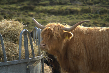 Highland Coos on the Isle of skye